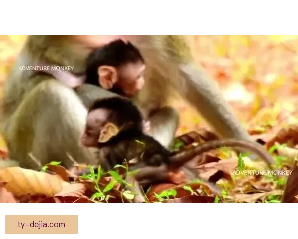 可怜维罗纳为何沉沦到如此境地